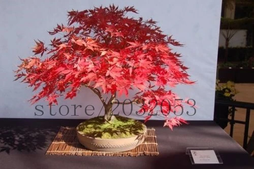 20 japanese maple tree seeds rare mini bonsai tree seed for home garden planting fast grow 20 japanese maple tree seeds rare mini bonsai tree seed for home garden planting fast grow