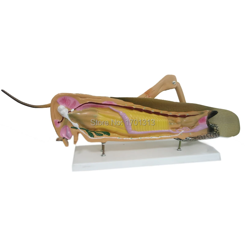 

10 times size Locust anatomical model Special decoration Family personalized decorative Figurines