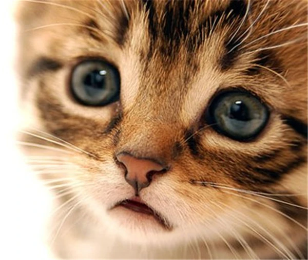 Алмазная мозаика полный круглый бриллиант вышивка рукоделие Cat DIY картина