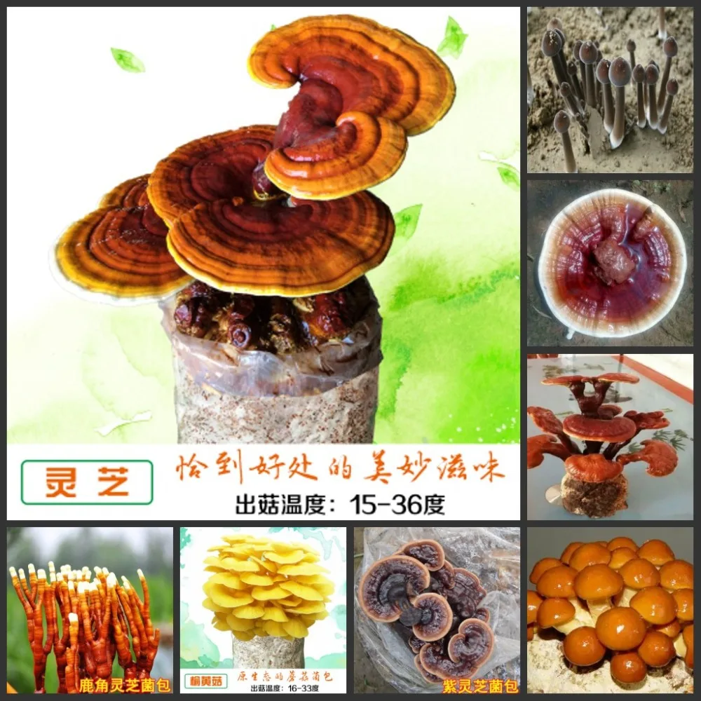 

Free Shipping 100pcs Fresh Real Edible fungi succulents potted Mushroom semillas Sementes