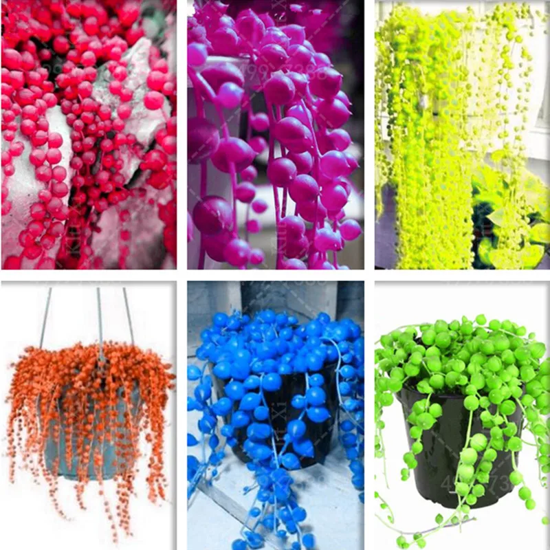 

100 pcs/bag Pearl Chlorophytum Succulent Plants bonsai Beads Senecio Rowleyanus bonsai Potted Plants Anti Radiation