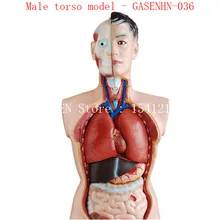 Висцеральная Анатомия мужской женский асексуальный ствол анатомическая грудь живот структура органа медицина мужская модель туловища-GASENHN-036