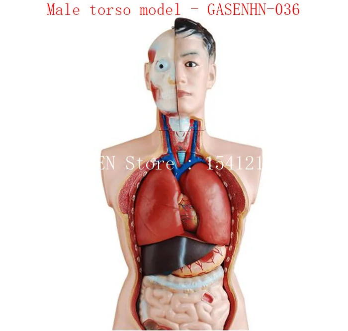 

Visceral anatomy male female Asexual trunk Anatomical chest abdomen Organ structure medicine Male torso model - GASENHN-036