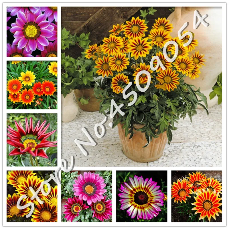 

Sale! 100 pcs/bag Mixed color Gazania rigens flores, flower plantas for home & garden, bonsai plant for indoor outdoor planting