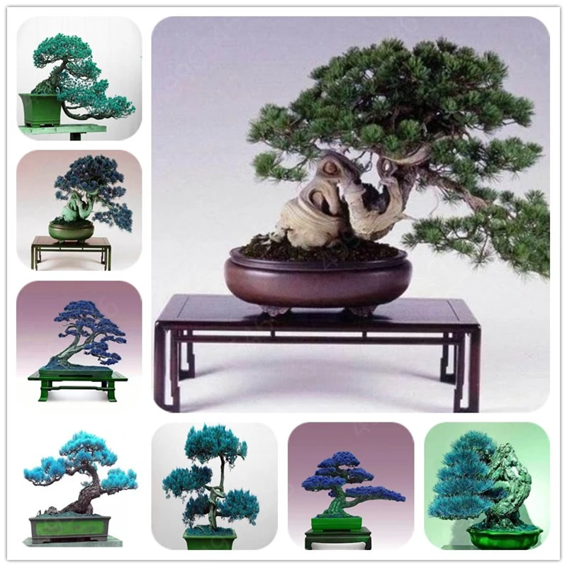 

20 pcs mixed black pine natural indoor bonsai tree wooden perennial plants for home garden decor best packaging free shipping