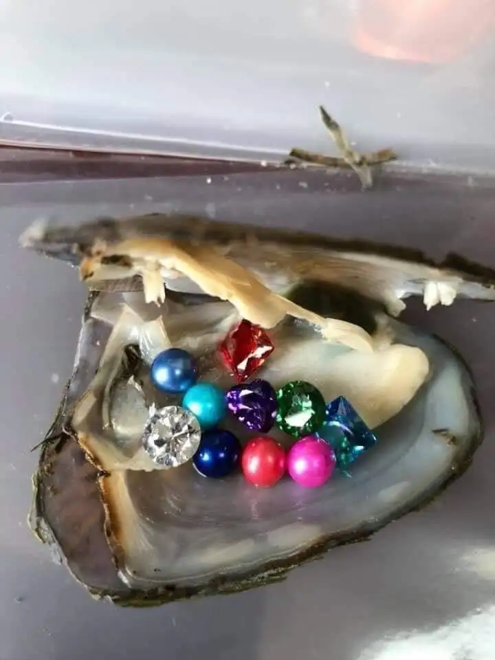 Akoya Oyster With 1 or More Pearl Inside Random Colour UK SELLER 