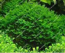Hot Pellia For Live Fish Moss Fern Aquarium Plant Java Fish Tank Aquatic Seeds Landscape Decoration Ornament 1000 Pcs/bag