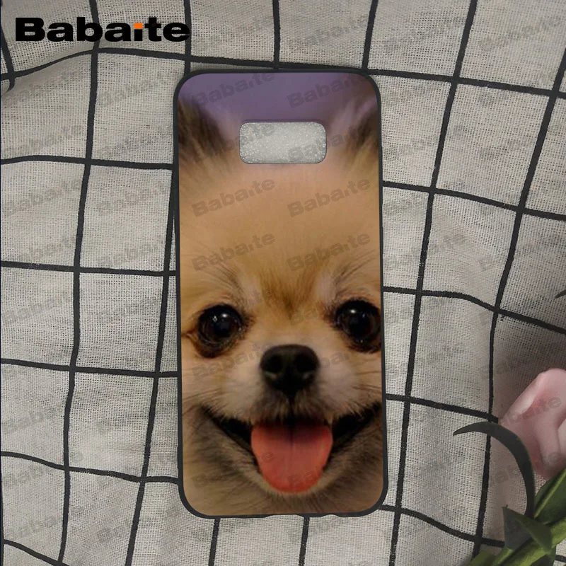 Pomeranian dogs puppy