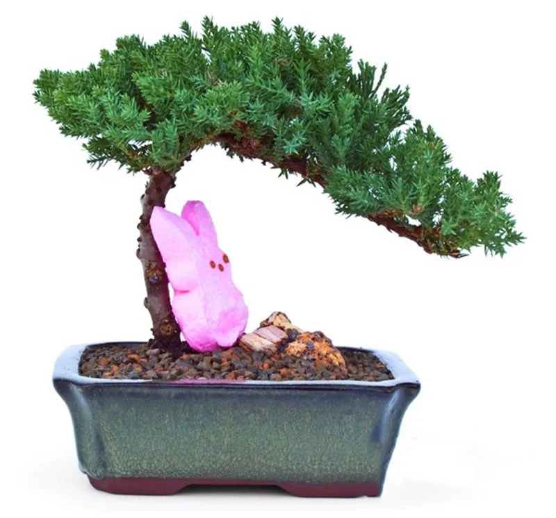 Best-Selling-50-Pieces-Pack-juniper-bonsai-tree-potted-flowers-office-bonsai-purify-the-air-absorb(4)