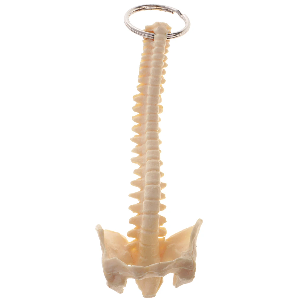 Miniature Human Spine Skeleton Model Keychain School Learning Tool