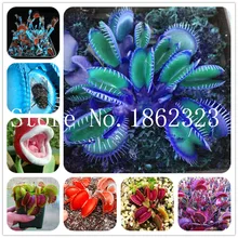 Sale 100 Pcs Potted Insectivorous Plant Dionaea Muscipula Giant Clip Venus Flytrap Bonsai Carnivorous Plant DIY