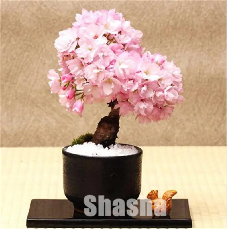 

New Bonsai Tree Japanese Sakura bonsai 50pcs Colorful Cherry Blooming Plants For Home & Garden Beautiful Flowers Free Shipping