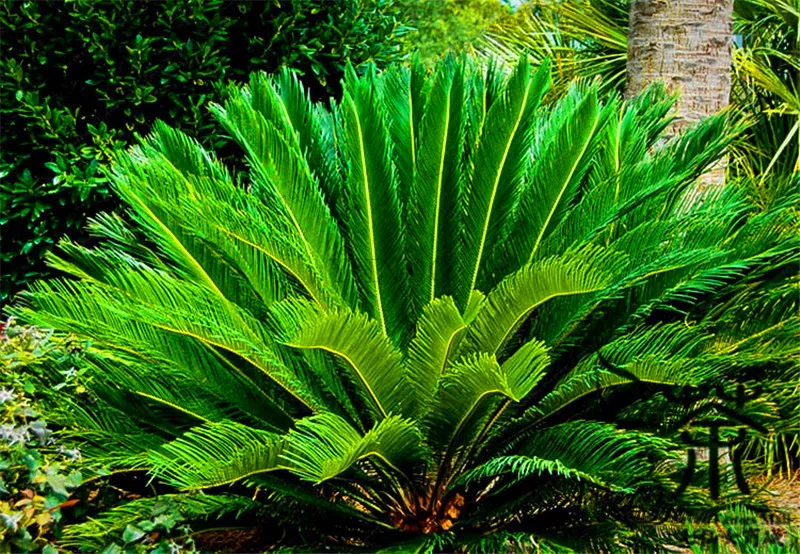 1 сад-Феникс канариенсис Харди Канарские острова Дата Пальма бонсай! растения на открытом воздухе дерево,# A9YAIB
