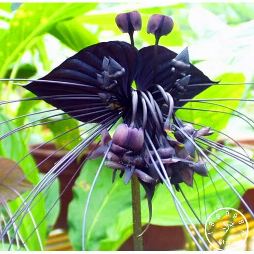 

Hot Sale!100pcs/Lot Black Tiger Orchid Flowers flores Rare Flower Orchid plantas For Garden & Home Plants Bonsai,#IRLS9L