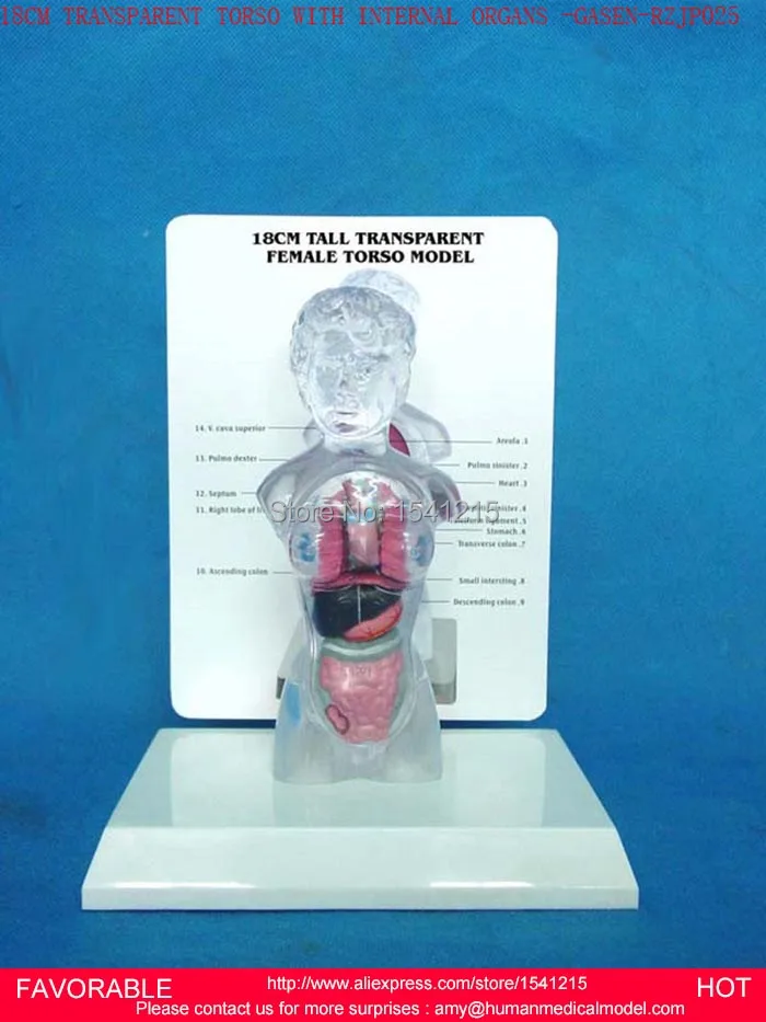 

ANATOMICAL MODEL,ANATOMY MODEL,HUMAN TORSO MODEL,MALE TORSO WITH INTERNAL ORGANS,TRANSPARENT TORSO WITH ORGANS -GASEN-RZJP025