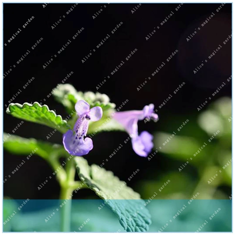 

ZLKING 200 pcs cat mint Aromatic plants Catnip Catnip Aromatic plants herb for garden pet best gift