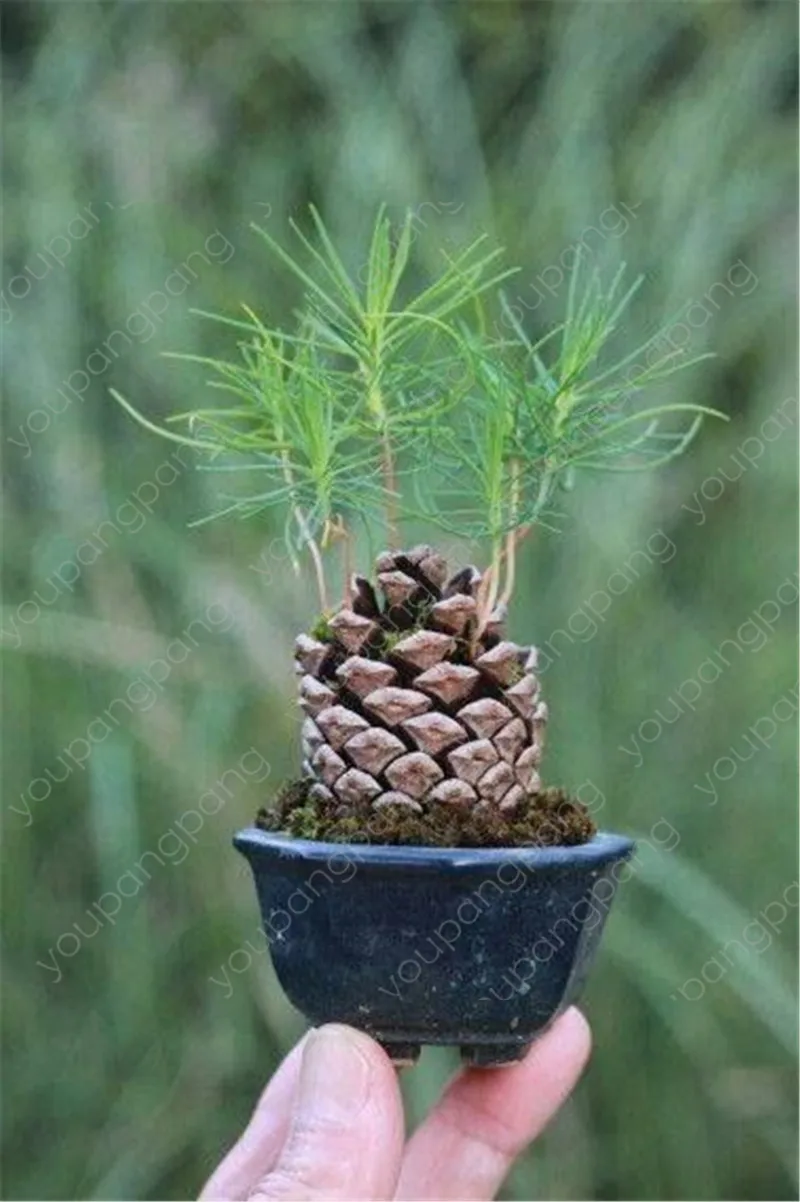 

new 2019!Miniature pine bonsai tree plant indoor woody plants pine tree perennial plant for miniature garden,50pcs