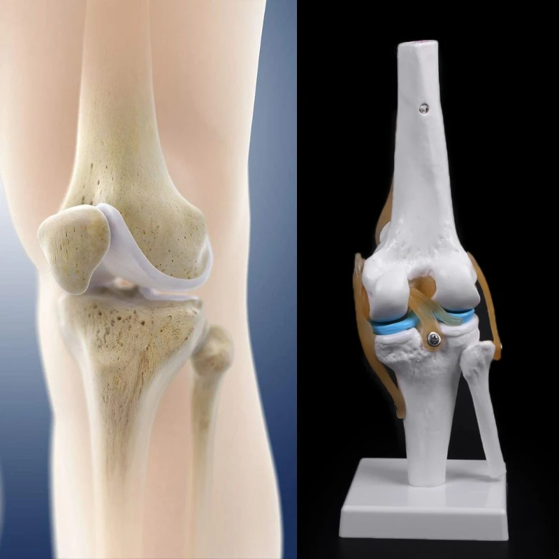 Человеческая анатомическая коленный сустав Гибкая медицинская модель скелета учебная помощь анатомия