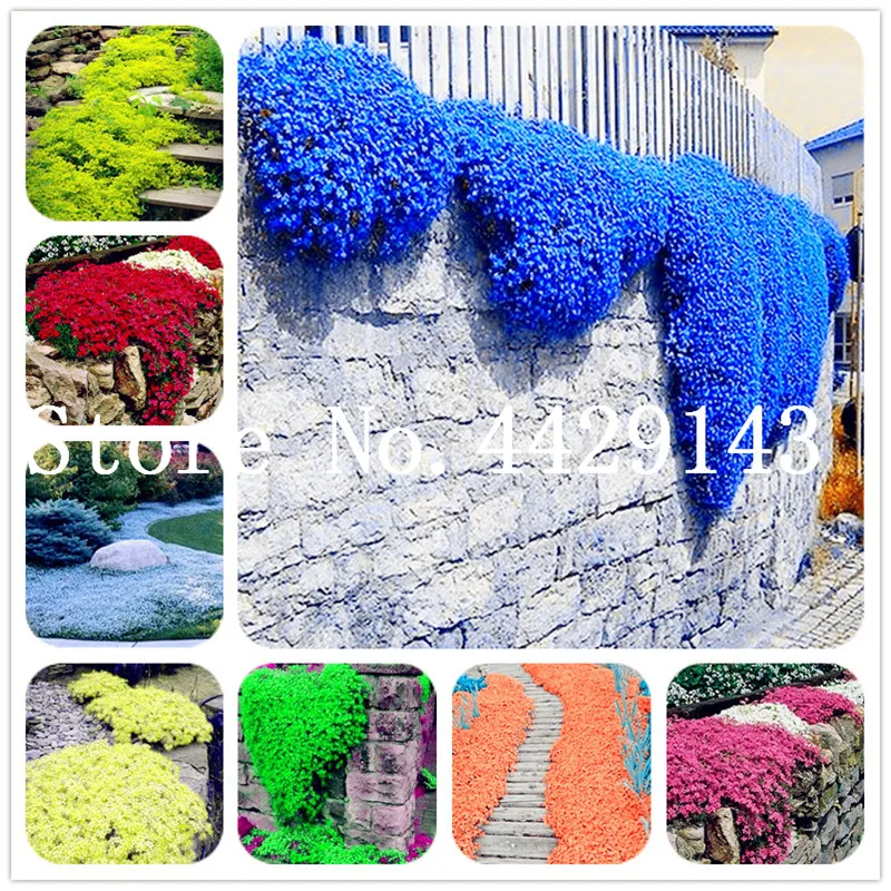 

100 Pcs Rare ROCK Cress Bonsai Climbing plant Creeping Thyme Plant Perennial Ground cover flower for home garden decoration