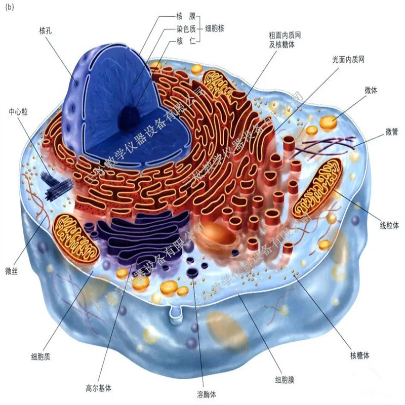 Модель клетки животных микроструктура анатомическая модель средняя школа преподавание биологии биологическое оборудование клеток