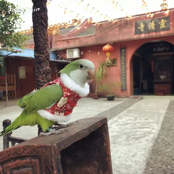 

Gingerain Bird clothes Parrot clothes Waner original hand-made custom bird clothes Waner