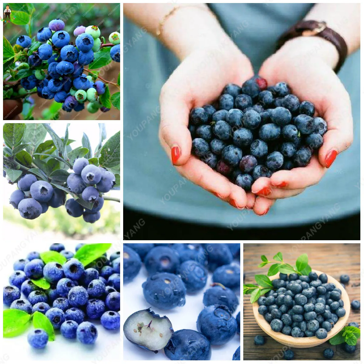 50pcs rare BlueBerry Bonsai Fruit Tree Highbush Blueberries DIY Countyard plants for garden easy to grow for winter decoration