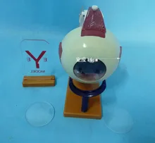 

intraocular pressure and vision interaction demo Eye anatomy model free shipping