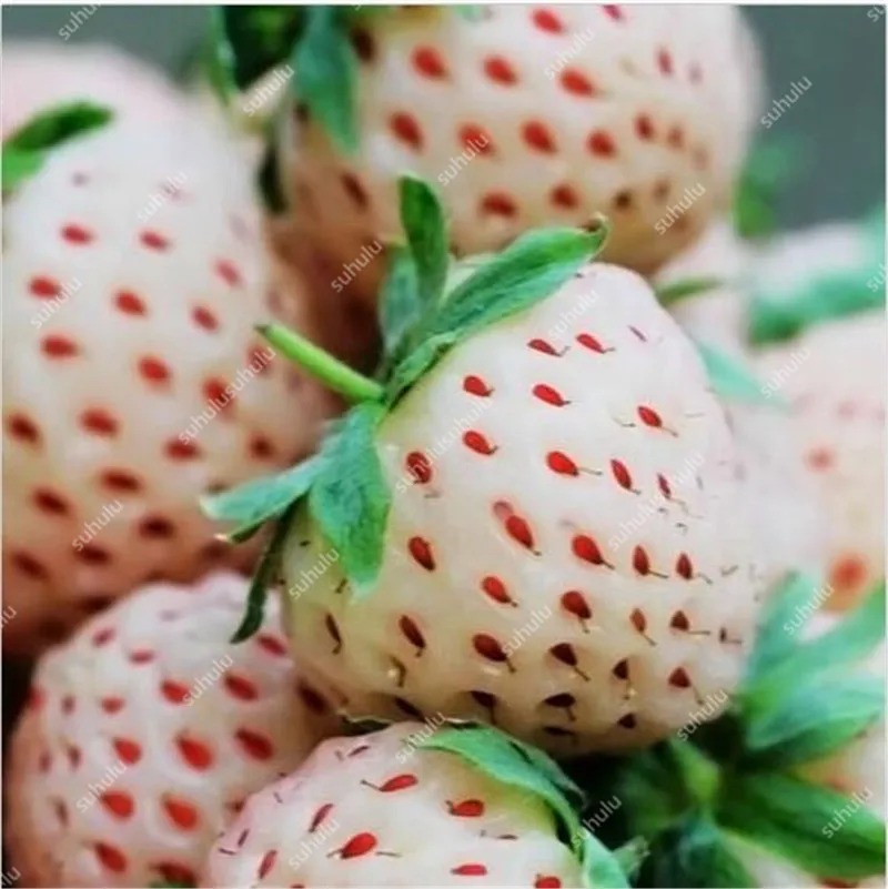 1000 pcs Rare strawberry plants, giant strawberry Organic fruit flores vegetables Non-GMO bonsai pot for home garden planta 1000 pcs Rare strawberry plants, giant strawberry Organic fruit flores vegetables Non-GMO bonsai pot for home garden planta