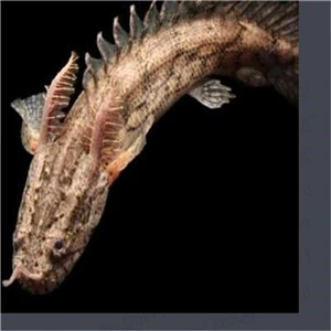 Набор 50 шт - Цвет: Polypterus endlicher