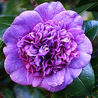 Camellia Bonsai100% реальный общий Camellia бонсай горшечные цветы бонсай растения 24 цвета 2 частицы/упаковка - Цвет: 17