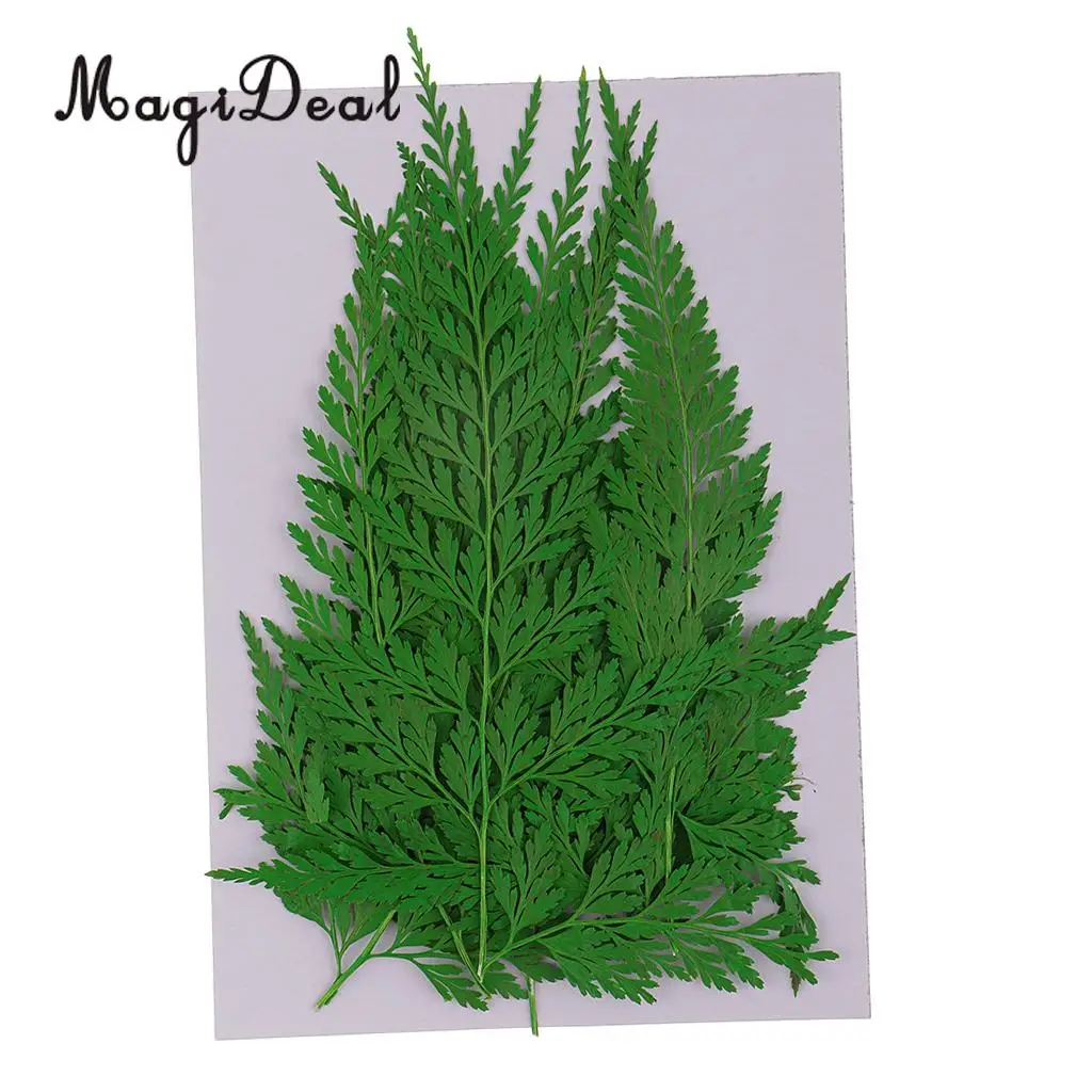 12pcs Natural Press Fern Leaves Pressed Real Dried Flower Dry Leaves for DIY Crafts Bookmark Scrapbooking Card Making