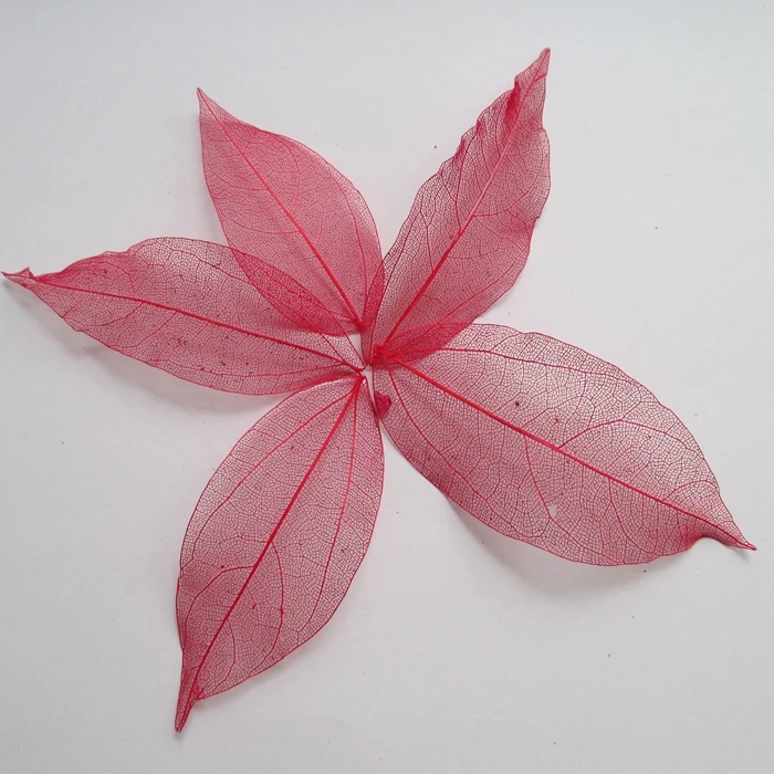 

3-7cm 100pcs red color Natural skeleton leaves for DIY 014004002