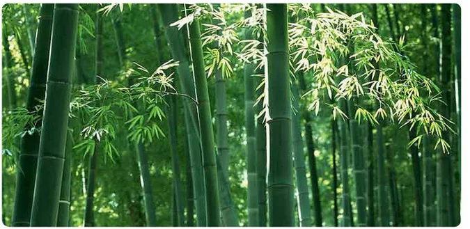 竹子背景