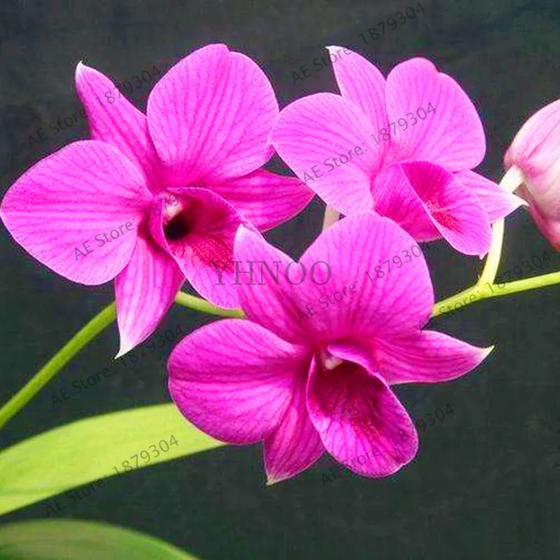 100 шт дендробия орхидеи цветок в горшках сад, цветок в растениях, Бонсай завод для дома балкон