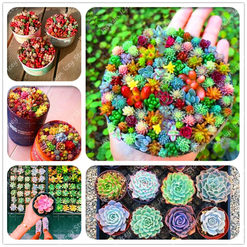 200 Pcs/Lot Mini Succulents Flowers Bonsai Plants Sementes 24 Color Rare Lithops Stone Flower Potted Planting for Home Garden