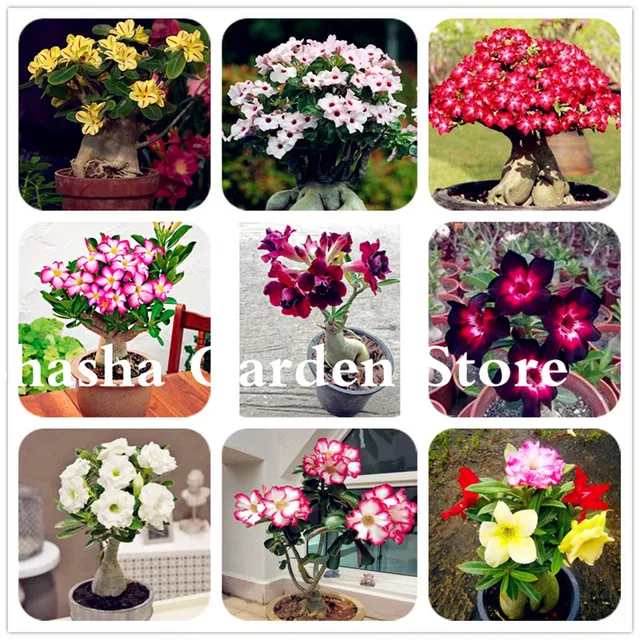 5 pz Esotico Rare Petali di Colore Giallo Desert Rose Fiore Vero Bella Bonsai Va 5 pz Esotico Rare Petali di Colore Giallo Desert Rose Fiore Vero Bella Bonsai Va