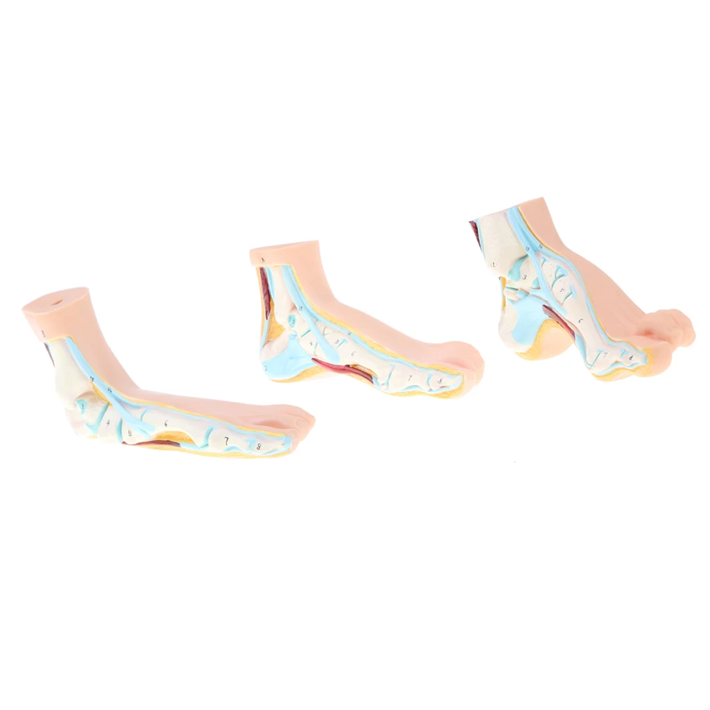 1:1 Human Anatomical Normal, Arched and Flat Foot Model with Ligaments, Nerves and Arteries