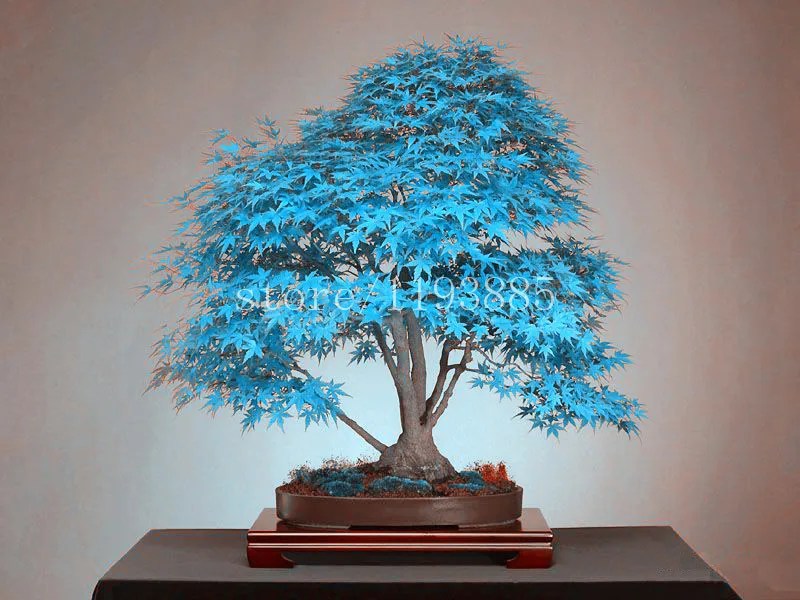 20 bonsai blue maple tree seeds  Bonsai tree seeds. rare sky blue japanese maple seeds Balcony plants for home garden
