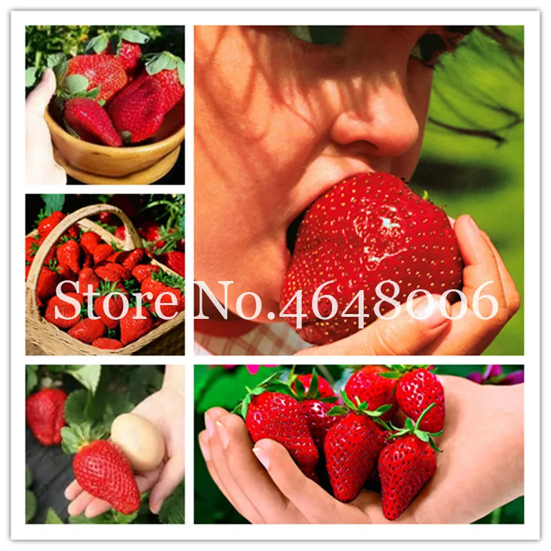 

Hot ! 100 Pcs Giant Red Strawberry Bonsai, Tropical Sweet Fruit Tree, Planting Is Simple, Climbing Fruit Tree For Home & Garden