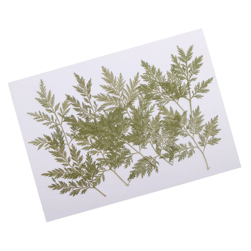 Phenovo 10 Pieces Mixed Size Real Pressed Leaves Flower Embellishments Card making Scrapbooking Art Crafts Artemisia carvifolia