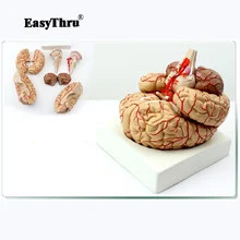 Human head Model Cerebral Artery Distribution Nine Component Brain Anatomical Doctor Recommended Neurology Internal Medicine