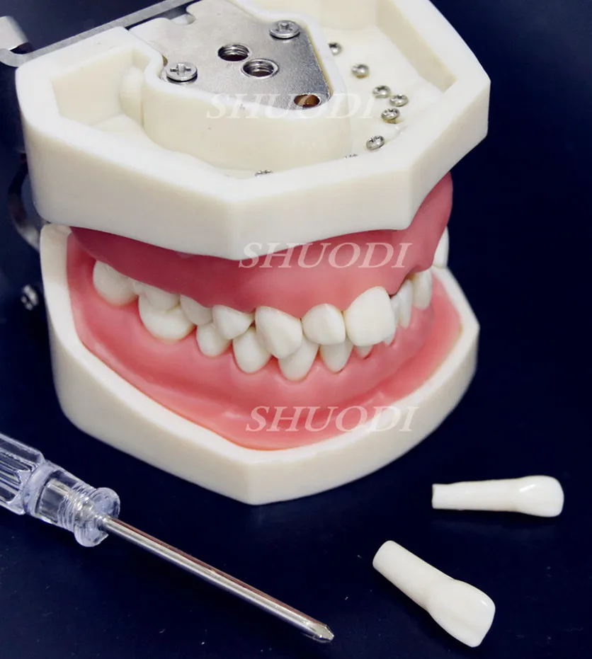 Стоматологическая Исследование Учебная модель стоматологического Стандартный модель съемные зубы для взрослых и детей TYPODONT модель Стоматолог Связь модель - Цвет: C tooth removable