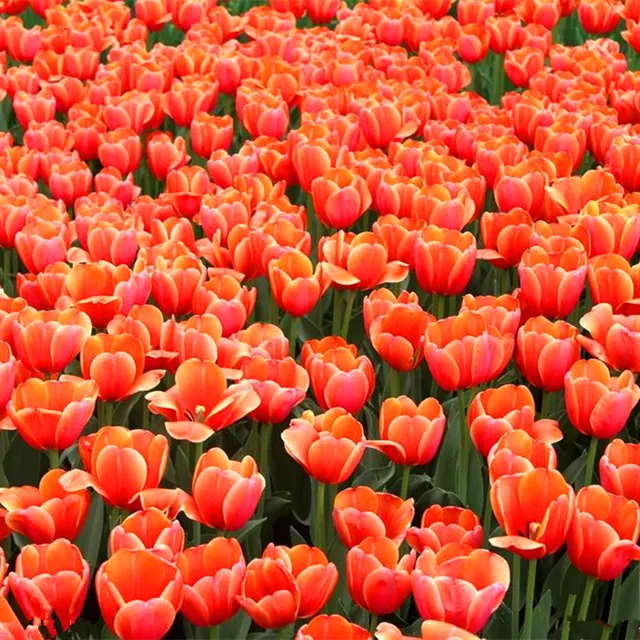 Beautiful Tulip Seeds, 100pcs/pack