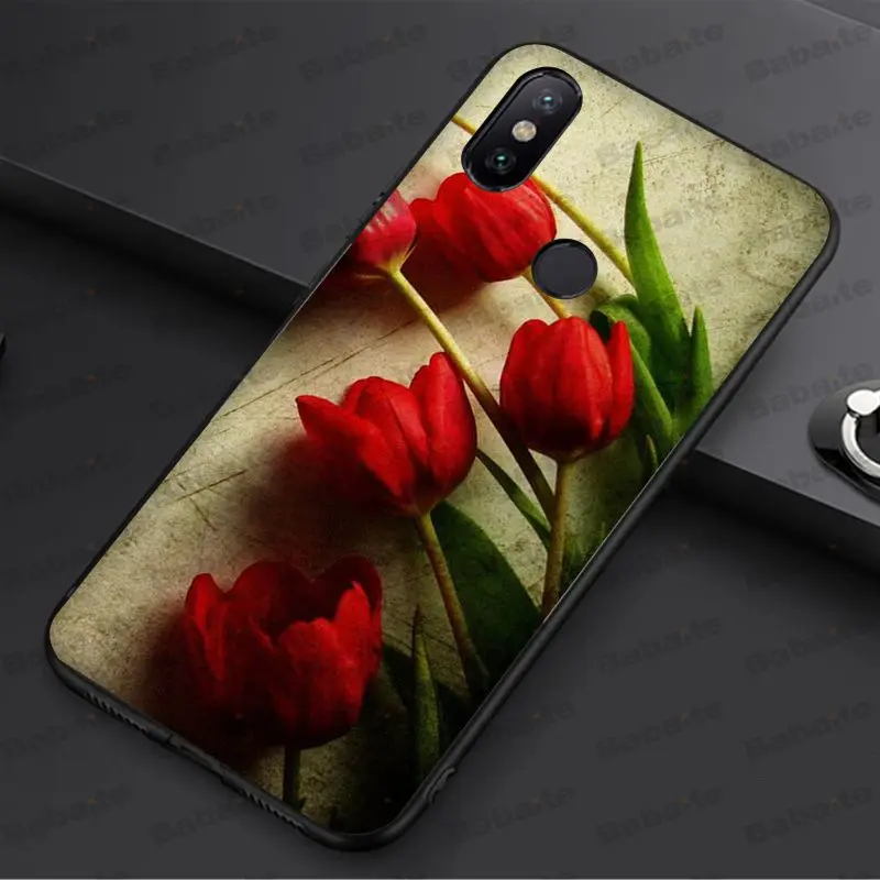 tulip flower 