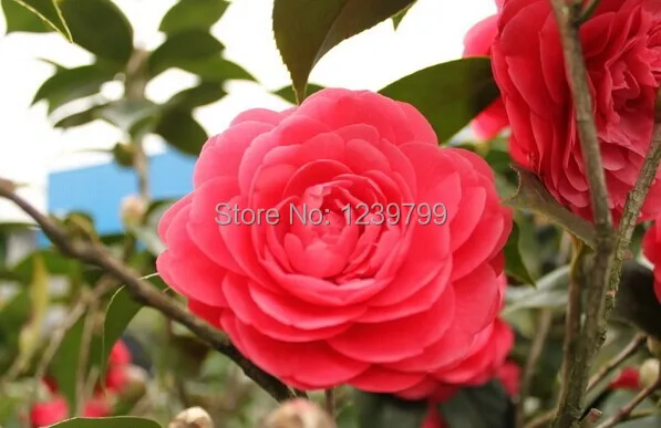 Macetas macetas semillas de flor camelias rojas semillas camellia semillas  del árbol Bonsai plantas semillas para el hogar casa y jardín - AliExpress