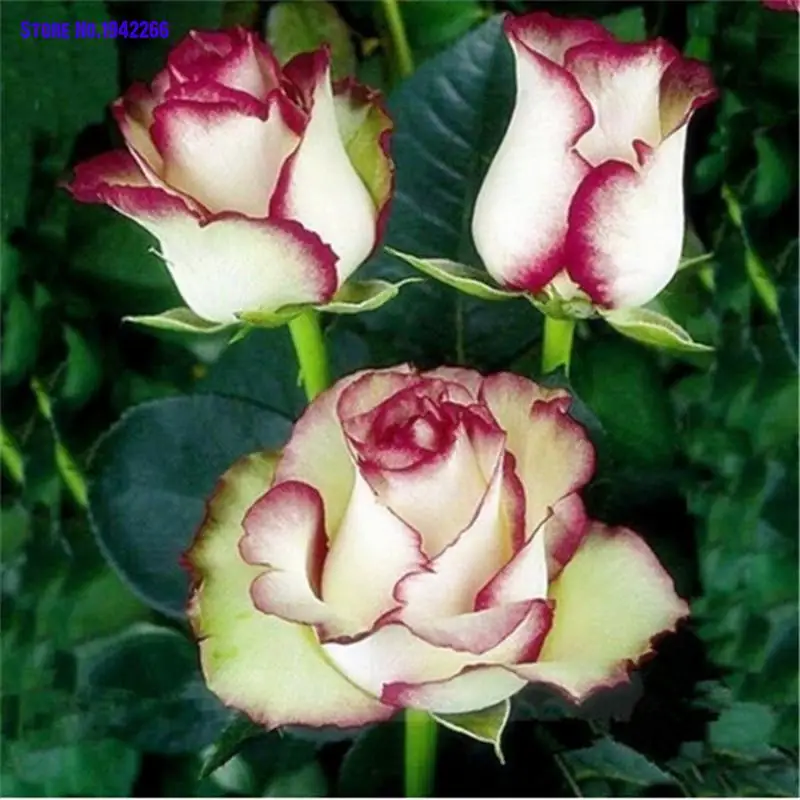

100pcs Rose Flowers Diy Home Garden Bonsai Flower Home Garden Decoration Flowers Ground Cover