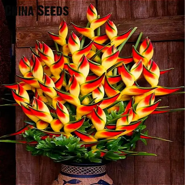 indoor potted plant flower orange strelitzia reginae plants bird of