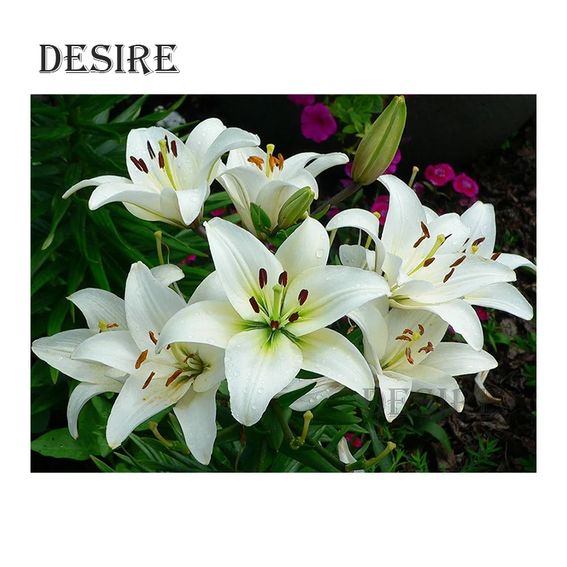 

Desire Diamond Painting Cross Stitch White Lily Flower Full Round Drill Mosaic Picture Rhinestone DIY Diamond Embroidery PT2257