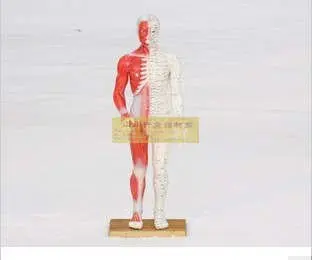 

Hard plastic acupuncture point model 80 cm human body model