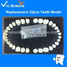 Замена 32 шт. зубы модель с винт